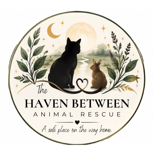 The Haven Between Animal Rescue
